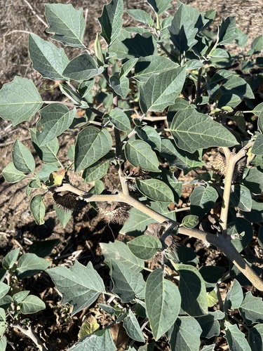 Sacred Datura