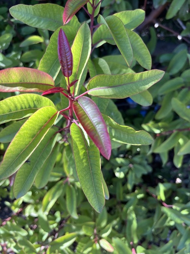 laurel sumac