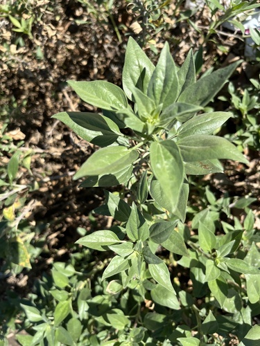 California brittlebush