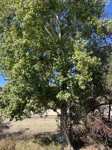 Frémont Cottonwood