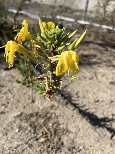 tall evening primrose