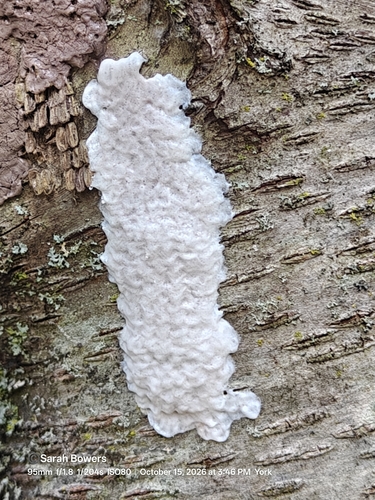 Spotted Lanternfly