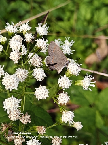 Red-banded Hairstreak