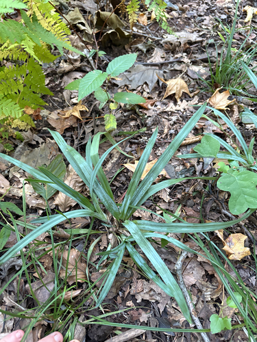 Blue Sedge
