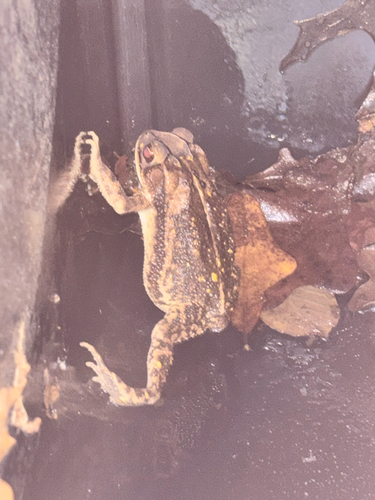 Gulf Coast Toad