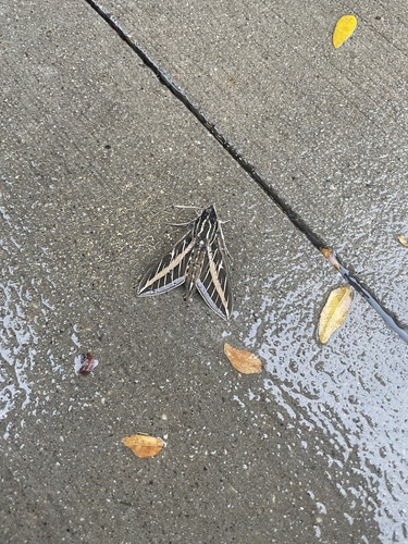 White-lined Sphinx