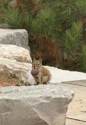 American Red Squirrel