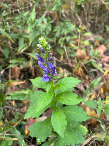 great blue lobelia