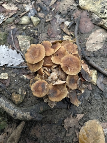 Ringless Honey Mushroom