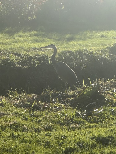 Great Blue Heron