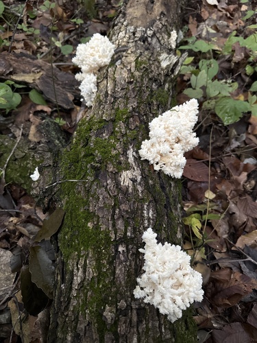 Coral tooth fungus