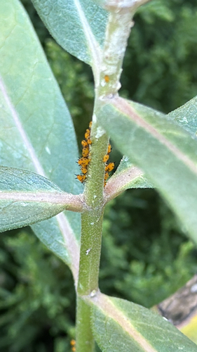 Oleander Aphid