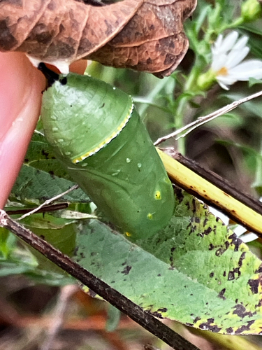 Monarch