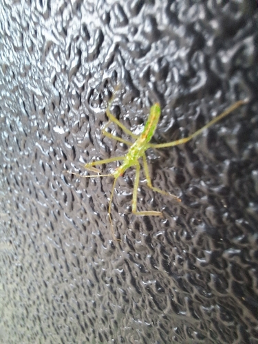 Pale Green Assassin Bug