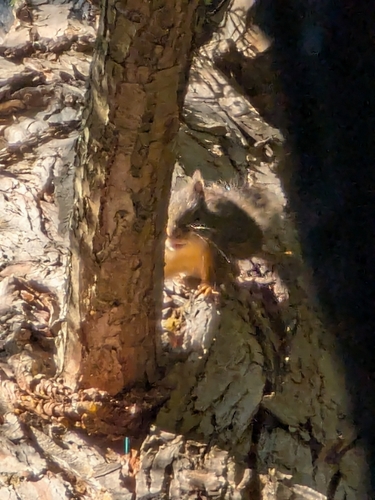 Douglas's Squirrel