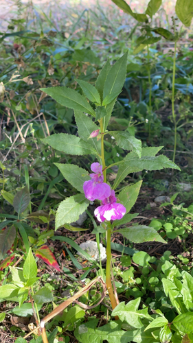 Garden balsam