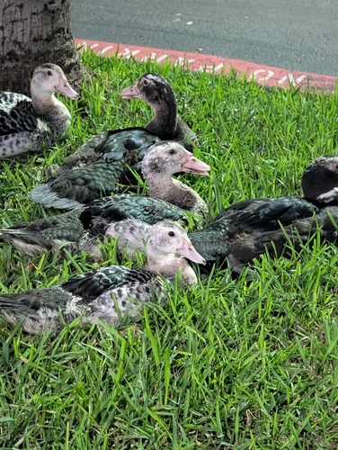 Muscovy Duck