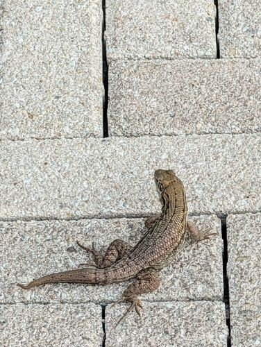 Northern Curly-tailed Lizard