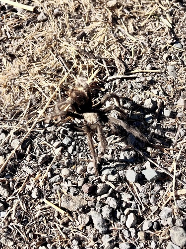 Desert Tarantula