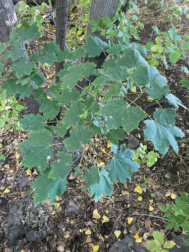 Norway maple
