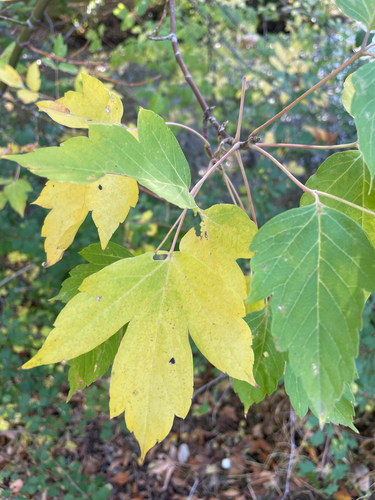 box elder