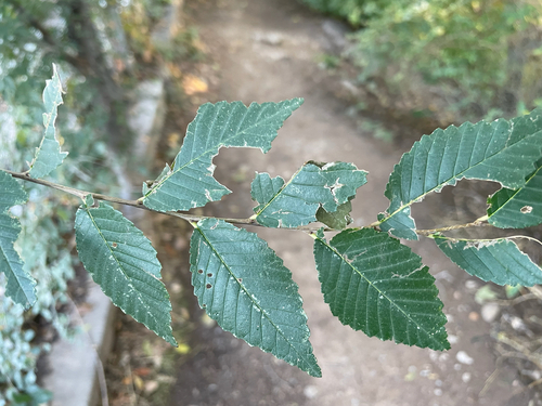 Siberian elm