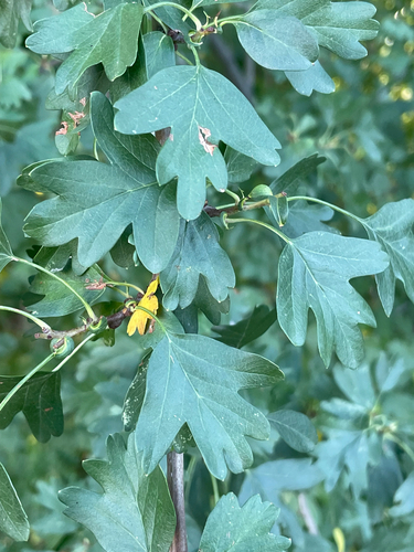 common hawthorn