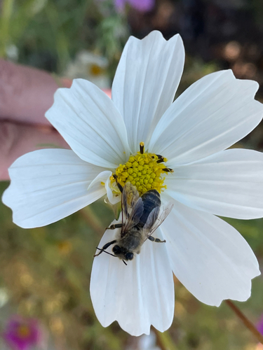 Western Honey Bee