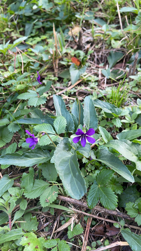 Manchurian violet