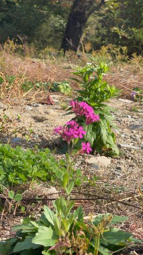 Sweet William Catchfly