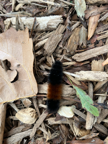 Isabella Tiger Moth