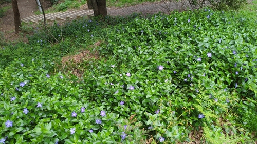 greater periwinkle