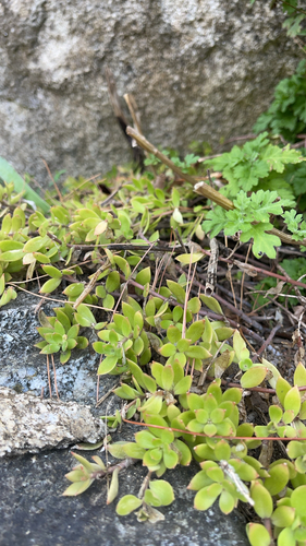 Stringy Stonecrop