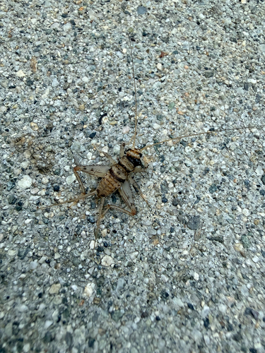 Tropical House Cricket