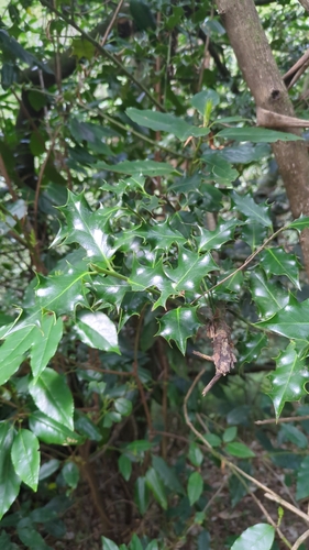 European holly