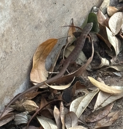 Southern Alligator Lizard