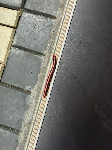 Red Spined Millipede