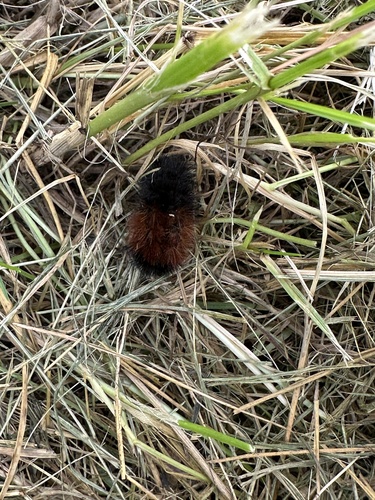 Isabella Tiger Moth