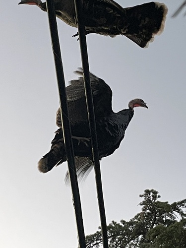Wild Turkey
