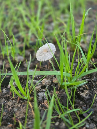 pleated inkcap