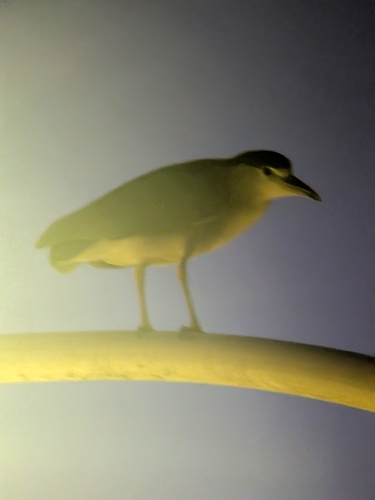 Black-crowned Night Heron