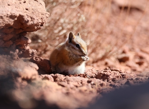 Hopi-Streifenhörnchen observed by schmolly