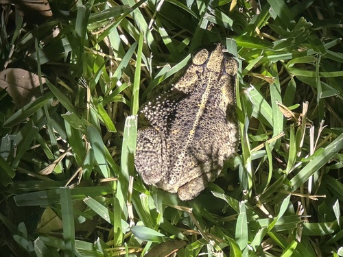 Gulf Coast Toad