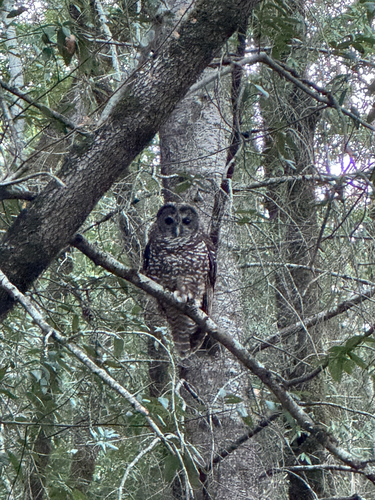 Spotted Owl