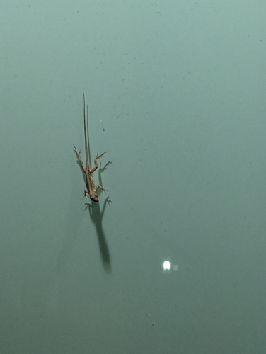 Brown Anole