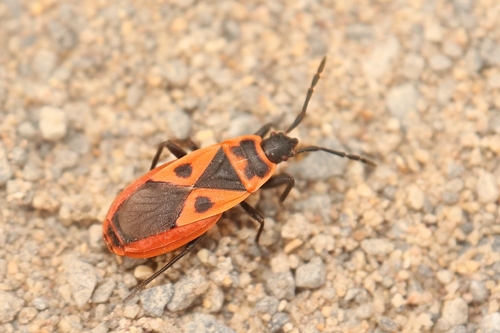 Mediterranean red bug