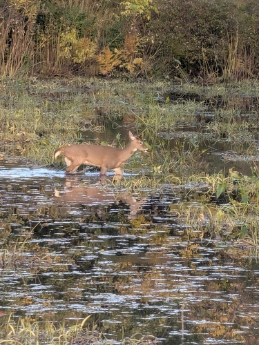 White-tailed Deer