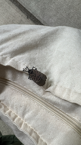 Spotted Lanternfly