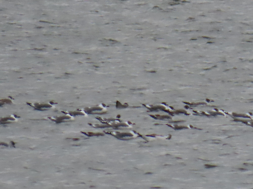 Franklin's Gull
