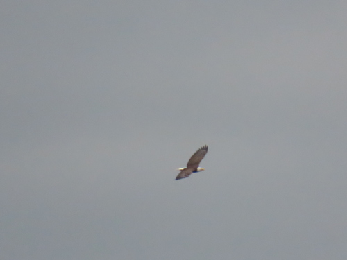 Bald Eagle